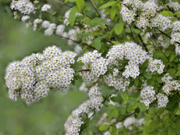 Spirea Blühenden Zweig Mit Zarten Kleinen Weißen Blüten Zierpflanze Für — Stockfoto