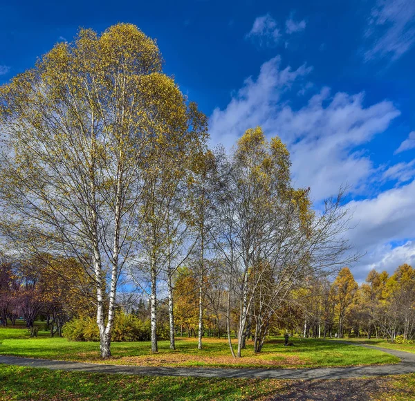 美丽的浪漫风景与金黄叶子的桦树在秋季城市公园 明亮的秋季背景在温暖阳光明媚的10月天与蓝天和白云 — 图库照片