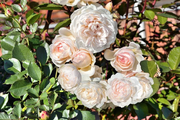 Delicadas Rosas Color Rosa Fragante Inglés Arbusto Jardín Cerca Cultivo — Foto de Stock
