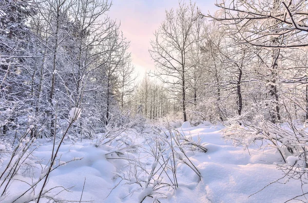 Skönhet Naturen Sagan Snöiga Skogen Rosa Nyans Vintermorgon Vita Stammar — Stockfoto