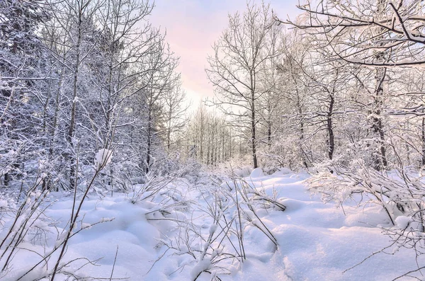 Beauté Nature Hivernale Conte Fées Forêt Enneigée Teinte Rose Matin — Photo