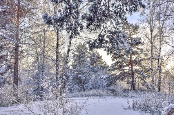 Beauté Nature Hivernale Conte Fées Forêt Enneigée Teinte Rose Matin — Photo