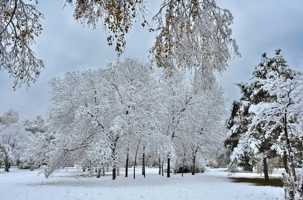 Parc Ville Automne Sous Première Neige Duveteuse Paysage Hivernal Branches — Photo