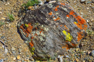 Altay Dağları, Rusya boulder üzerinde farklı liken çok renkli lekeler