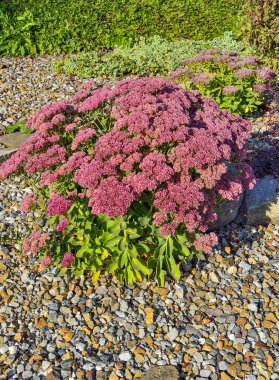 Enfeksiyonlu pembe sedum çiçekleriyle dolu parlak bir çalı, yakın plan. (Hylotelephium Spectabile) - bahçe tasarımı ya da bahçe kayalıkları, alp kaydırağı için güzel dekoratif bitki