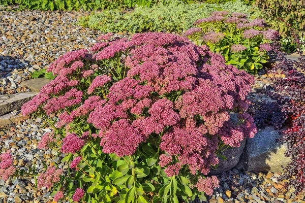 Enfeksiyonlu pembe sedum çiçekleriyle dolu parlak bir çalı, yakın plan. (Hylotelephium Spectabile) - bahçe tasarımı ya da bahçe kayalıkları, alp kaydırağı için güzel dekoratif bitki 