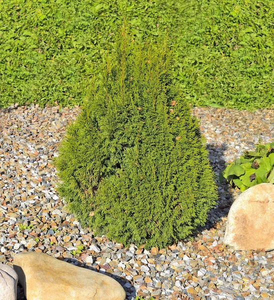 Juniper Attractive Coniferous Evergreen Cone Shaped Decorative Plant Garden Park — Stock Photo, Image
