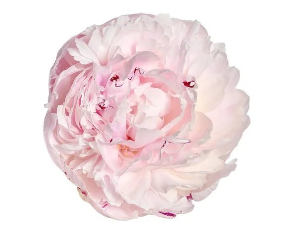 Gentle Pink Creamy Peony Flower Fluffy Frilly Petals Close Isolated — Stock Photo, Image