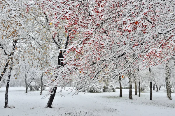 Erster Schneefall Stadtpark Schneebedeckter Zweig Eines Wilden Apfelbaums Mit Roten — Stockfoto