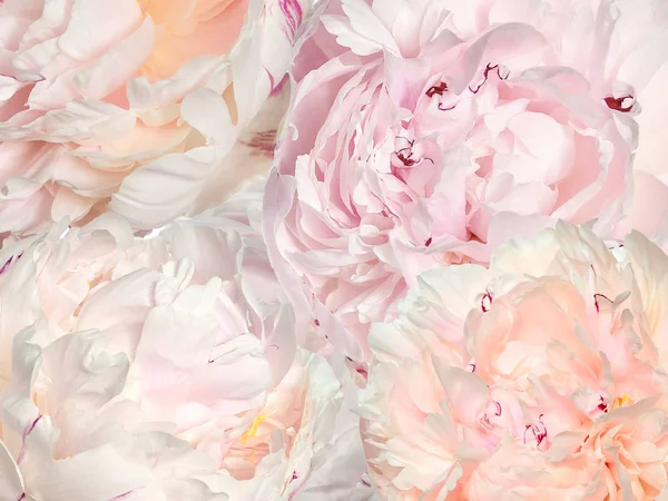 Texture Tender Petals Fluffy Light Pink Creamy Colors Peonies Close — Stock Photo, Image