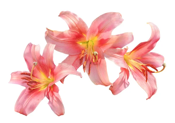 三个精致的粉红色与黄色百合花关闭 隔离在白色的背景 装饰元素的节日 花卉或园艺设计 — 图库照片