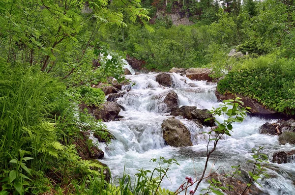 Fuente Flujo Rápido Río Montaña Entre Bosques Densos —  Fotos de Stock