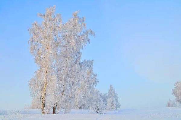 Beautiful Winter Landscape Birch Trees Hoarfrost Covered Sunbeams Setting Sun — Stock Photo, Image