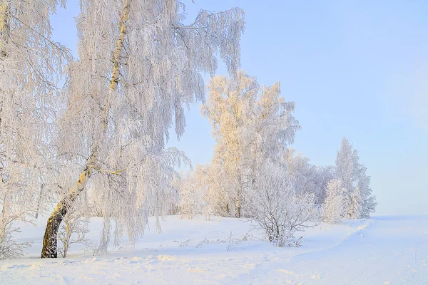 美丽的冬季景观 白桦树与白霜覆盖在落日的阳光下 寒冷的冬天自然的童话 — 图库照片