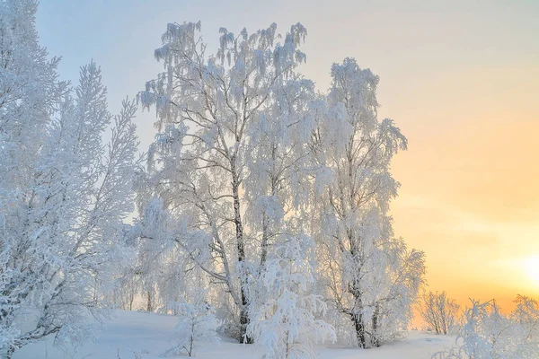 美丽的冬季景观 白桦树与白霜覆盖在落日的阳光下 寒冷的冬天自然的童话 — 图库照片