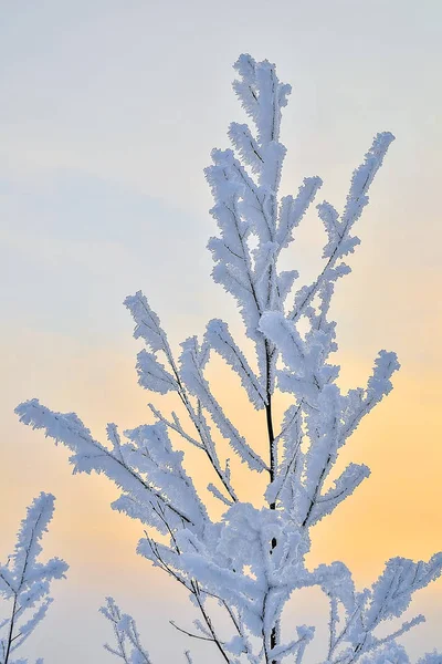 Rama Esponjosa Árbol Invierno Con Escarcha Cubierta Delicado Fondo Del — Foto de Stock