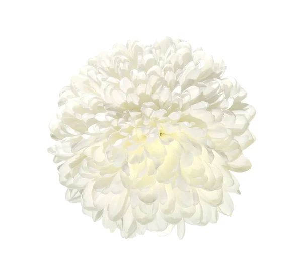 Solteiro Flor Crisântemo Branco Perto Isolado Fundo Branco Cabeça Flor — Fotografia de Stock