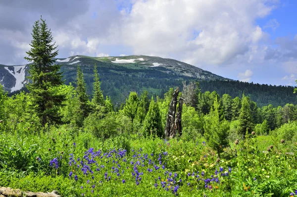 风景如画的夏季景观盛开的高山草甸与蓝色野生水花和山脉冰川的背景在阿尔泰山 俄罗斯 山坡上的针叶林 — 图库照片