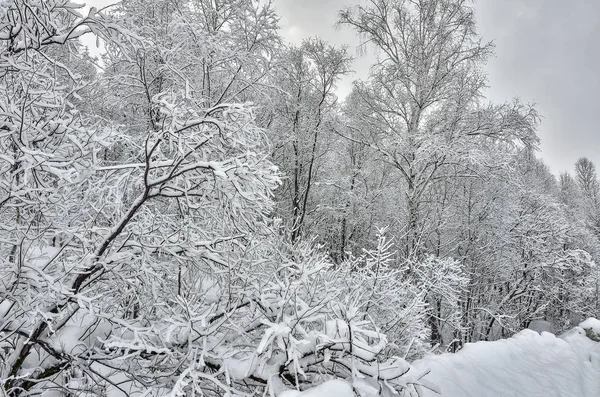 Urok Zimowym Krajobrazie Czarne Gałęzie Drzew Pokryte Świeże Puszysty Biały — Zdjęcie stockowe