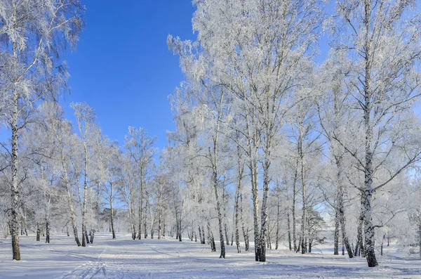美丽的冬季景观 在阳光明媚的日子里 白树白霜覆盖着阳光 寒冷的冬日自然的童话 — 图库照片