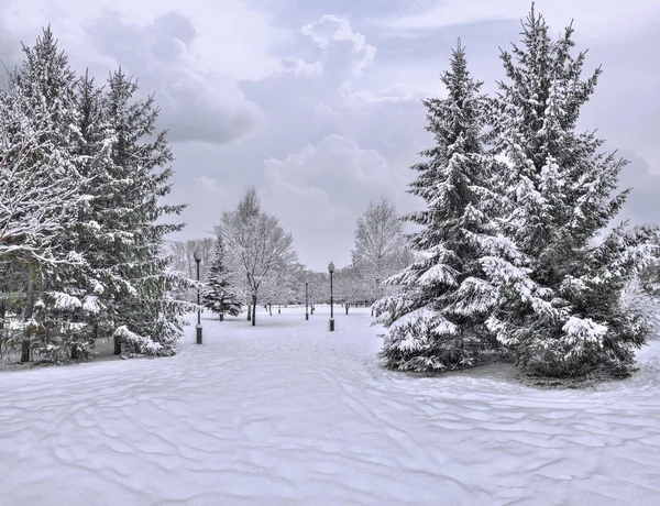 Schneefall Stadtpark Wunderschöne Urbane Winterlandschaft Mit Schneebedeckten Tannen Laternen Und — Stockfoto