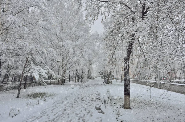 Snowfall on the street. Tree branches, benches on alley snowcovers, in the air a lot of snowflakes are flying - winter weather urban landscape