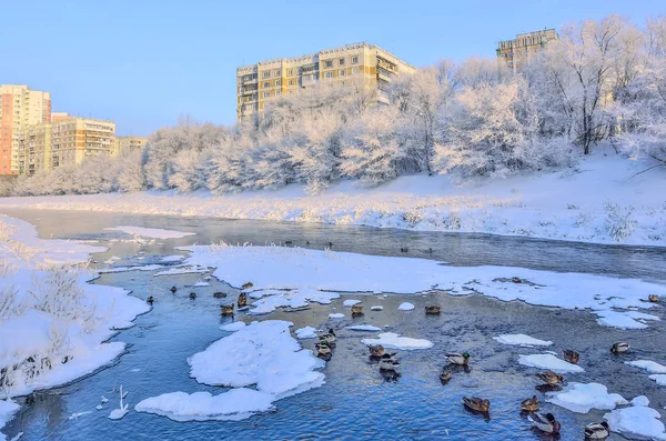 Schöne Winter Stadtlandschaft Gefrorenen Verschneiten Stadt Mit Wilden Enten Fluss — Stockfoto
