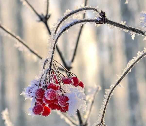 Viburnum Piros Bogyós Gyümölcsök Dér Takarva Közel Szép Részletesen Téli — Stock Fotó