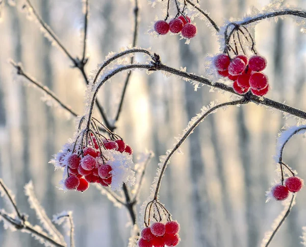 Viburnum Piros Bogyós Gyümölcsök Dér Takarva Közel Szép Részletesen Téli — Stock Fotó