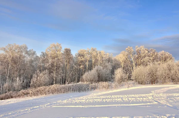 Crepúsculo Rosa Bosque Invierno Hermoso Paisaje Invierno Noche Luz Del — Foto de Stock