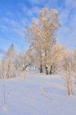 Güzel kış manzara - huş ağaçları ile güneş, Güneş ışınları kaplı hoarfrost - masal soğuk kış doğa ve
