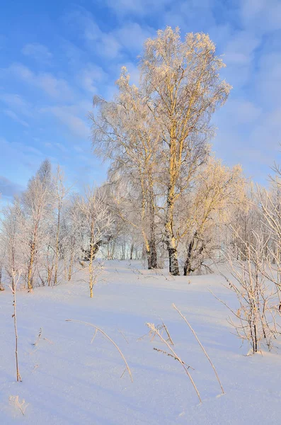 Krásná Zimní Krajina Břízy Jinovatka Sluneční Paprsky Zapadajícího Slunce Pohádka — Stock fotografie