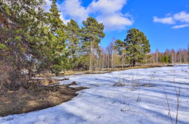 Bahar tezcan ormanın içinde. Kış kar erir, Kuru ot, beyaz şort ve parlak mavi gökyüzü arka plan huş ağaçlarının arasında bir yeşil çam yamalari çözdürülen