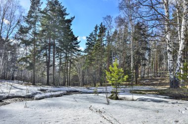 Burada beyaz ağaç, yeşil çam ağaçları ve kar erime ile ilk genç çim ve mavi gökyüzü ile parlak güneşli bir günde, tahammül ormandaki erken Bahar manzara
