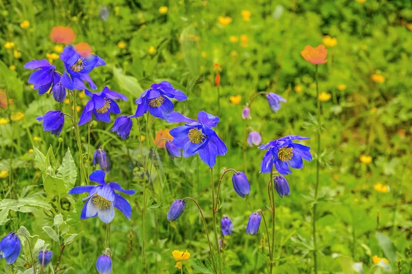 Prachtige Blauwe Wilde Bloemen Aquilegia Glandulosa Van Dichtbij Groeiend Alpenweiden — Stockfoto