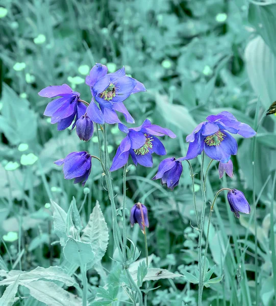 Krásné Modré Květy Aquilegia Žláznatá Zblízka Rostoucí Vysokohorské Alpínské Louky — Stock fotografie