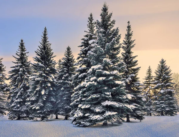 Bela Paisagem Inverno Com Grupo Abetos Azuis Cobertos Neve Parque — Fotografia de Stock