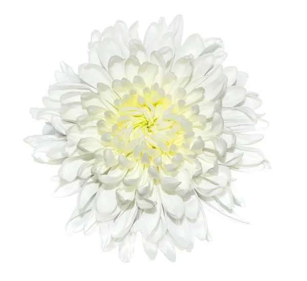 Single White Chrysanthemum Flower Yellow Middle Close Isolated White Background — Stock Photo, Image