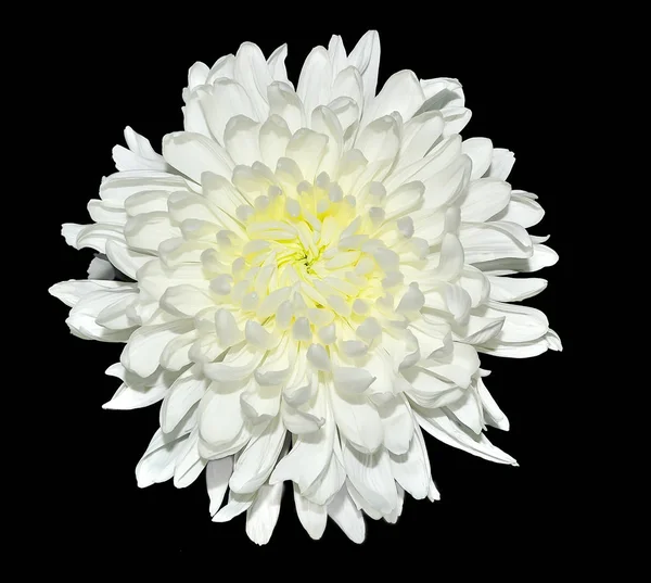 Einzelne Weiße Chrysanthemenblüte Mit Gelber Mitte Großaufnahme Isoliert Auf Schwarzem — Stockfoto