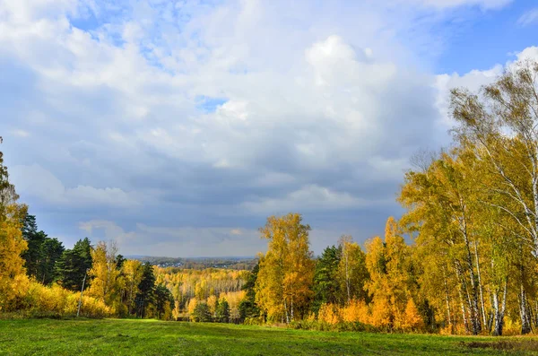 Prachtige Romantische Landschap Met Gouden Berkenbomen Groene Dennen Herfst Bos — Stockfoto