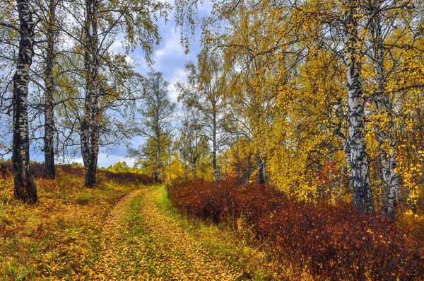 Красивый Романтический Пейзаж Золотыми Березами Красными Кустами Вдоль Дороги Осеннем — стоковое фото