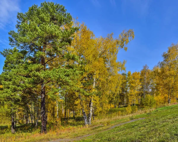 Bela Paisagem Romântica Com Folhas Douradas Bétulas Pinheiros Verdes Floresta — Fotografia de Stock