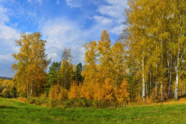 Prachtige Romantische Landschap Met Gouden Blaadjes Van Berkenbomen Groene Dennen — Stockfoto