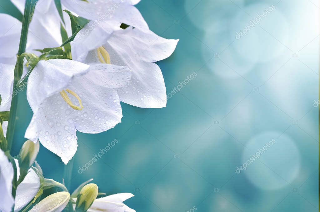 Elegant white harebell or campanula flowers with water drops of morning dew, macro, soft focus. Floral romantic magic artistic image with blue blurred background and space for text