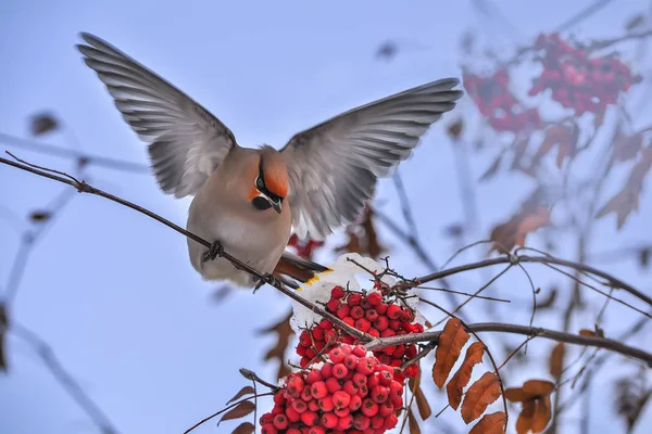 Ptak Waxwing Lub Bombycilla Garrulus Rozpostartymi Skrzydłami Karmienia Gałęzi Drzewa — Zdjęcie stockowe
