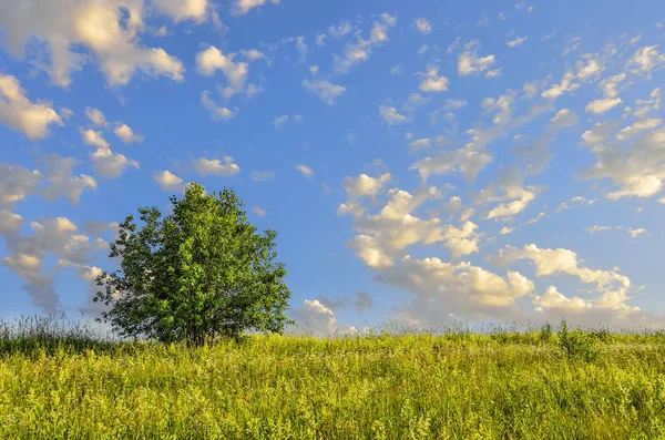 Lonely Tree Summer Meadow Top Hill Green Grass Wild Flowers — Stock Photo, Image