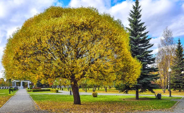 Parque Ciudad Otoño Gran Sauce Salix Fragilis Globosa Con Follaje — Foto de Stock