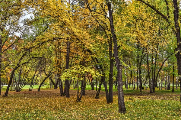 秋天自然的多彩多姿的调色板在公园 温暖的阳光明媚的九月天秋天的风景 — 图库照片