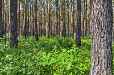 Çam ormanı - güzel yaz güneşli manzara. Çalılar yabani ahududu, frenk üzümü ve çilek iğne yapraklı ağaçlar uzun boylu ince gövdeleri arasında. Altay Dağları, Rusya'nın görkemli ve cömert doğaya
