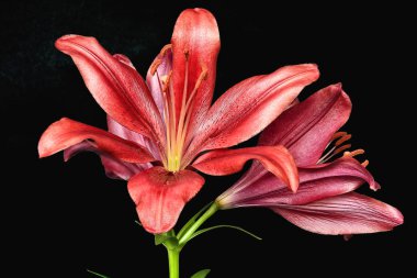 Siyah yeşil yaprakları ile iki koyu kırmızı lily çiçek